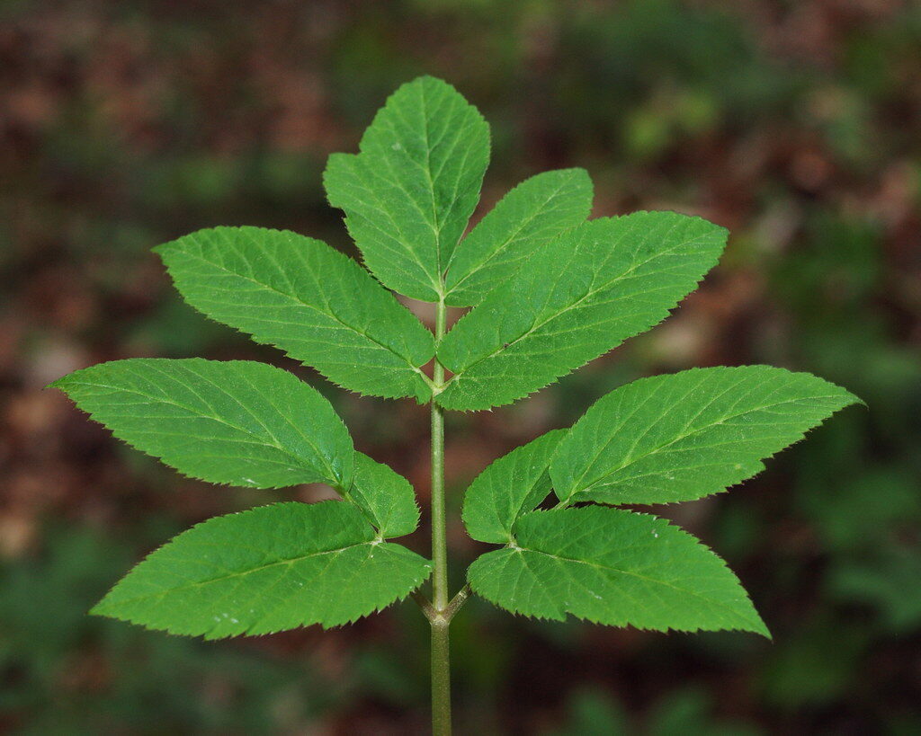 Aegopodium podagraria