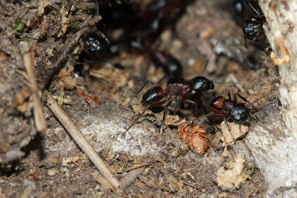 Camponotus ligniperda