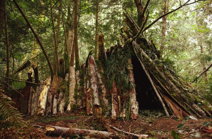 Techniques de survie en forêt : Construction d'un abri de survie en forêt avec des branches