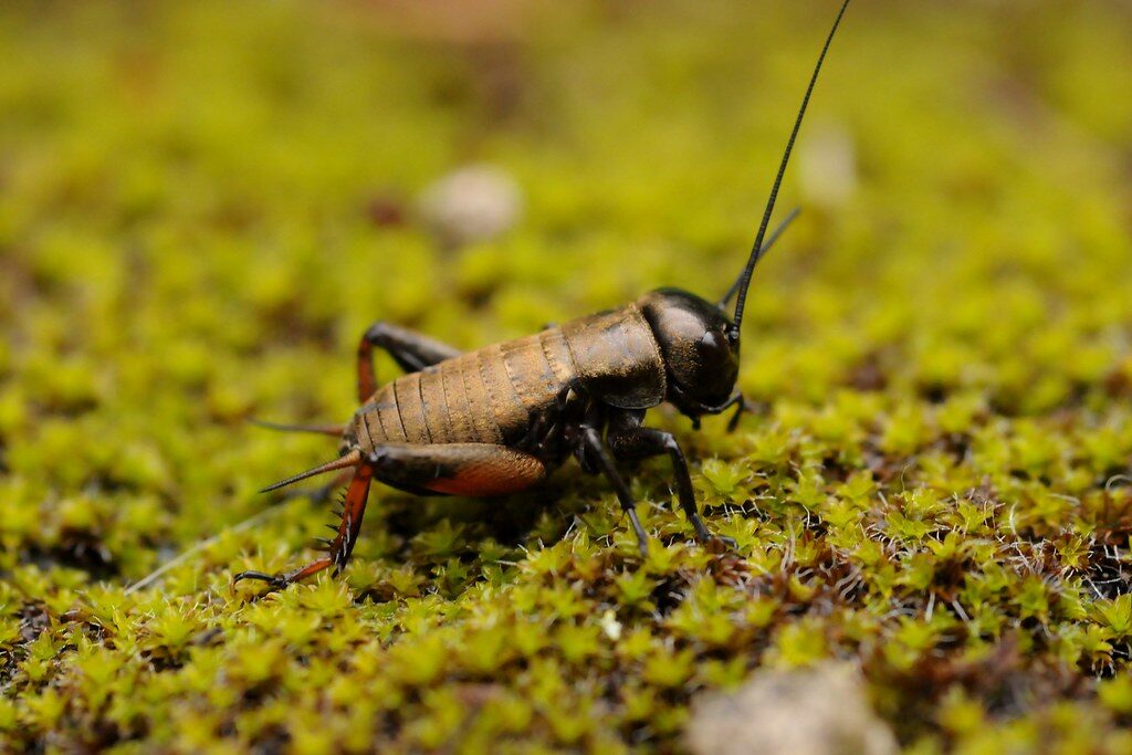 Grillons Gryllus campestris