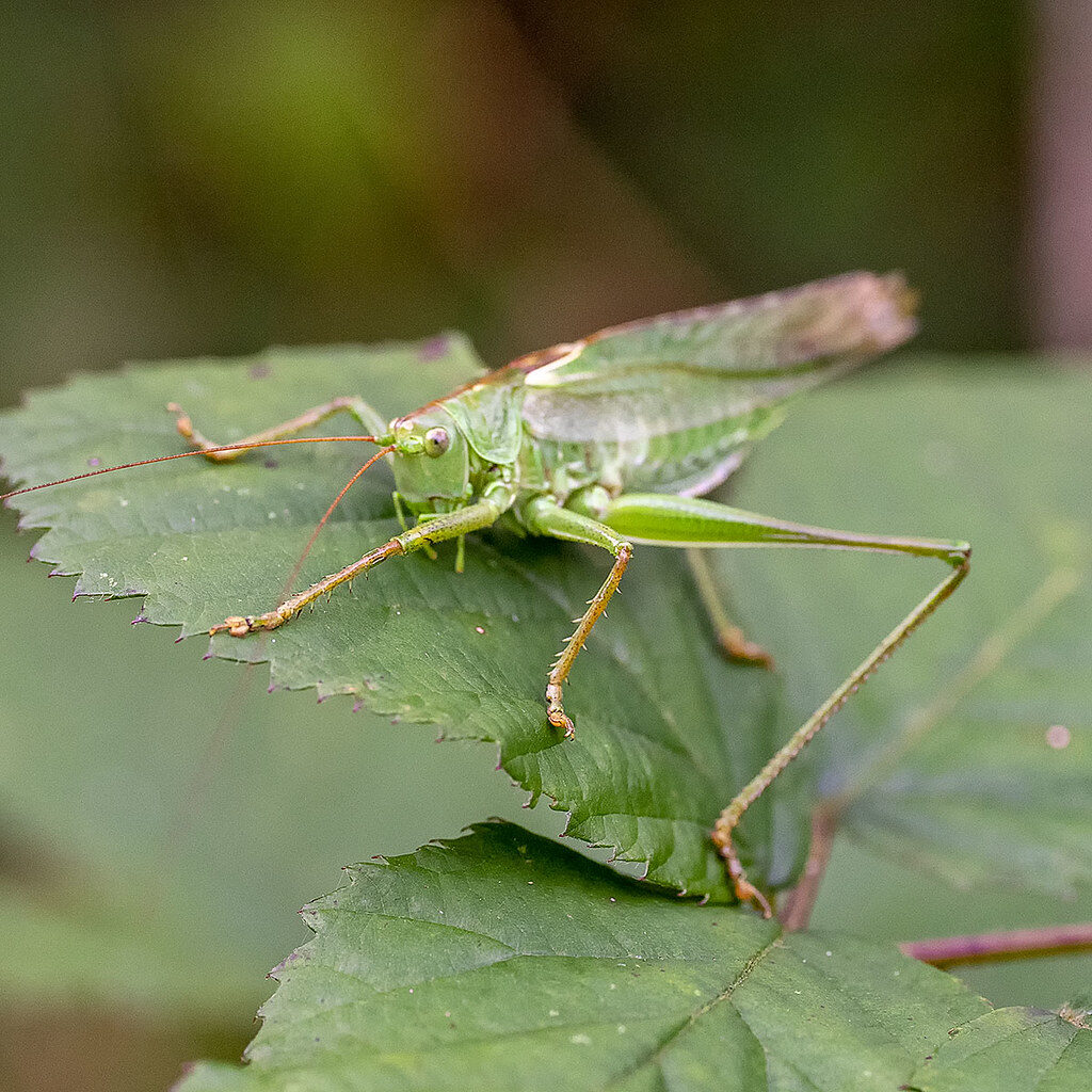 Sauterelle Tettigonia Viridissima