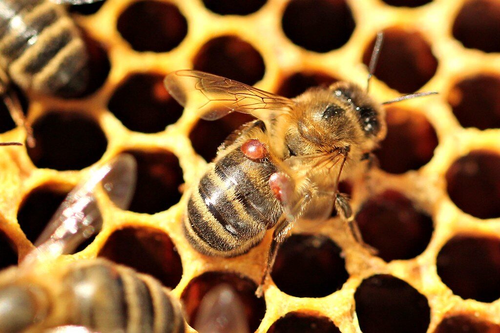 Les abeilles Apis mellifera