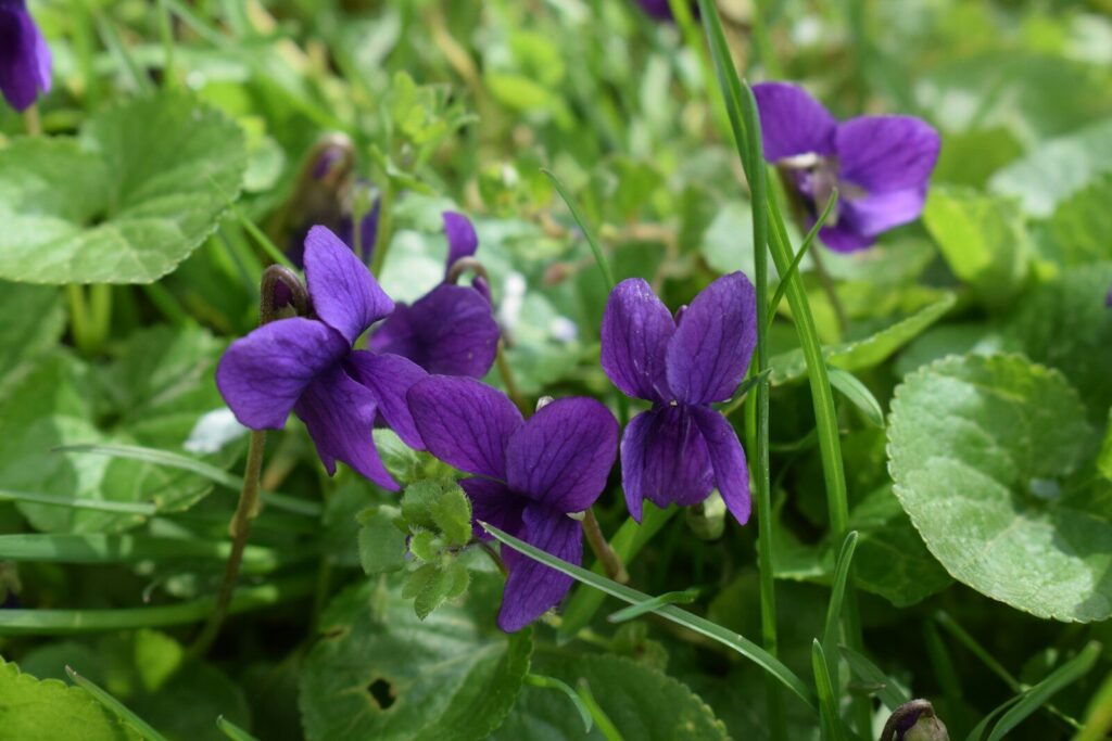 Viola odorata