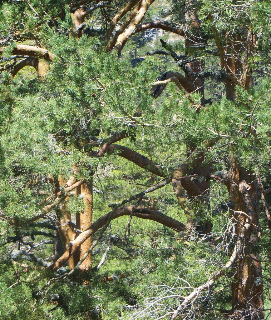 meilleur bois pour faire du feu en France - Pins sylvestres dans la montée du col de Navacerrada, Sierra de Guadarrama, communauté de Madrid, Castille, Espagne.
