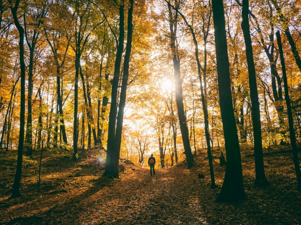 Randonneur Perdu en forêt sans boussole - Orientation sans boussole en forêt