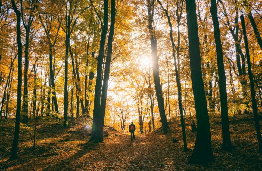 Randonneur Perdu en forêt sans boussole - Orientation sans boussole en forêt