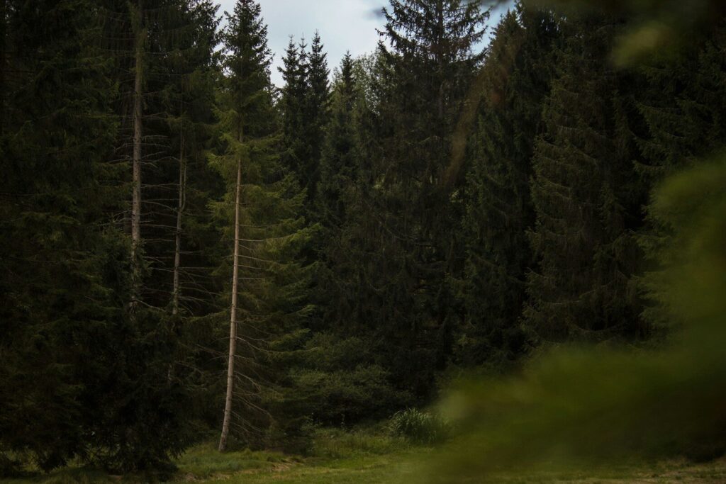 Pratique de la méditation en montagne pour renforcer la résilience mentale en survie