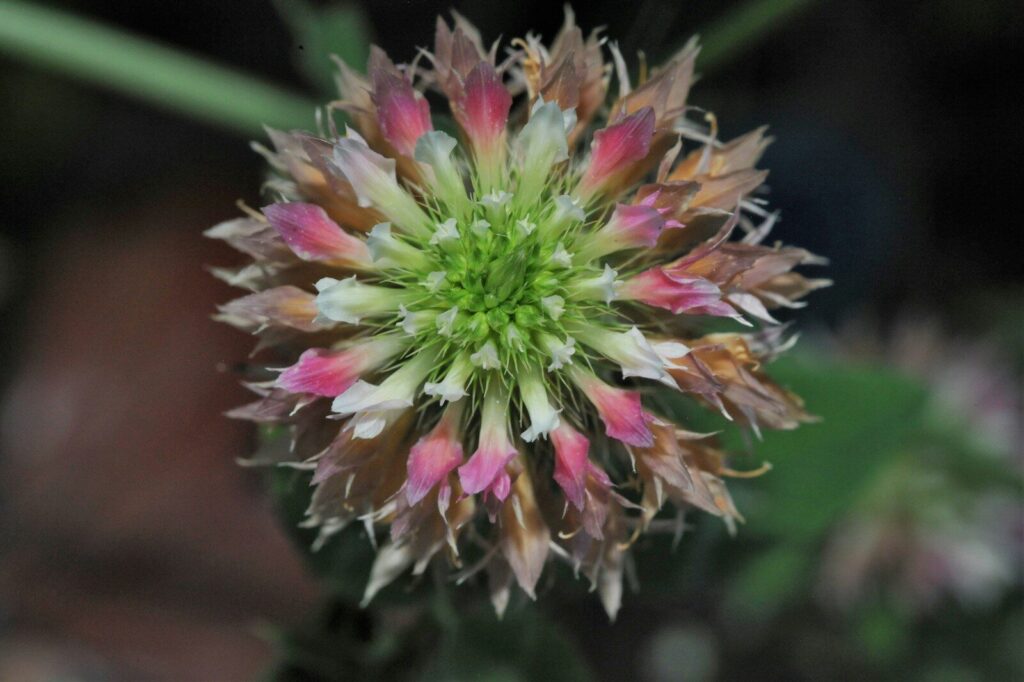 Trifolium pratense