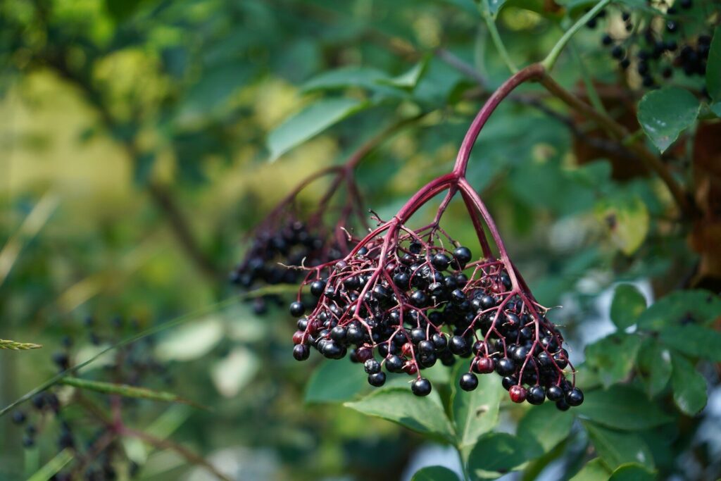 sureau noir fleurs baies plante comestible forêt