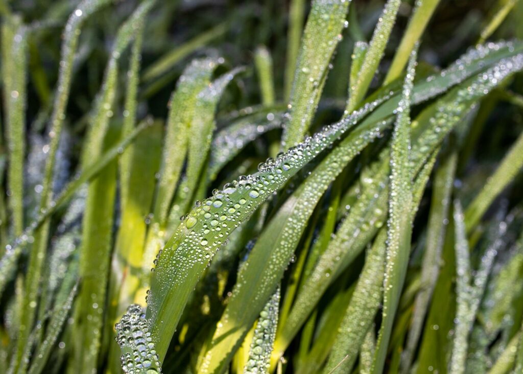 Gouttes de rosée sur feuilles vertes — collecte eau rosée survie forêt