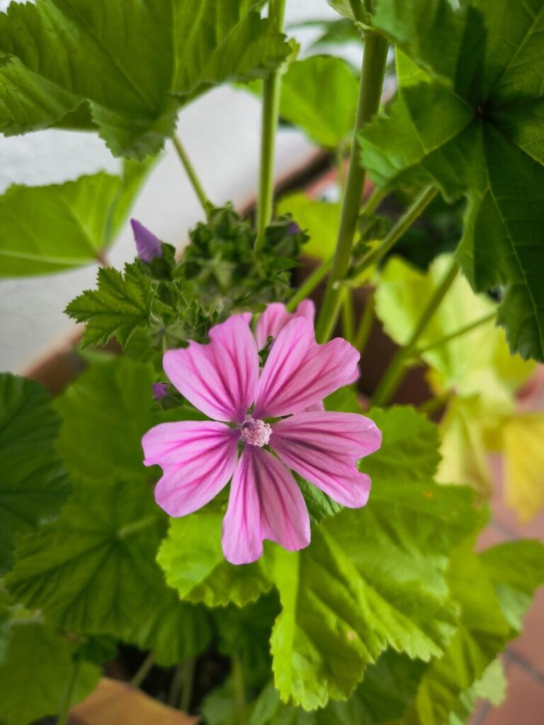 Mauve sylvestre - Malva sylvestris