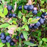 Plantes Comestibles en Forêt en France