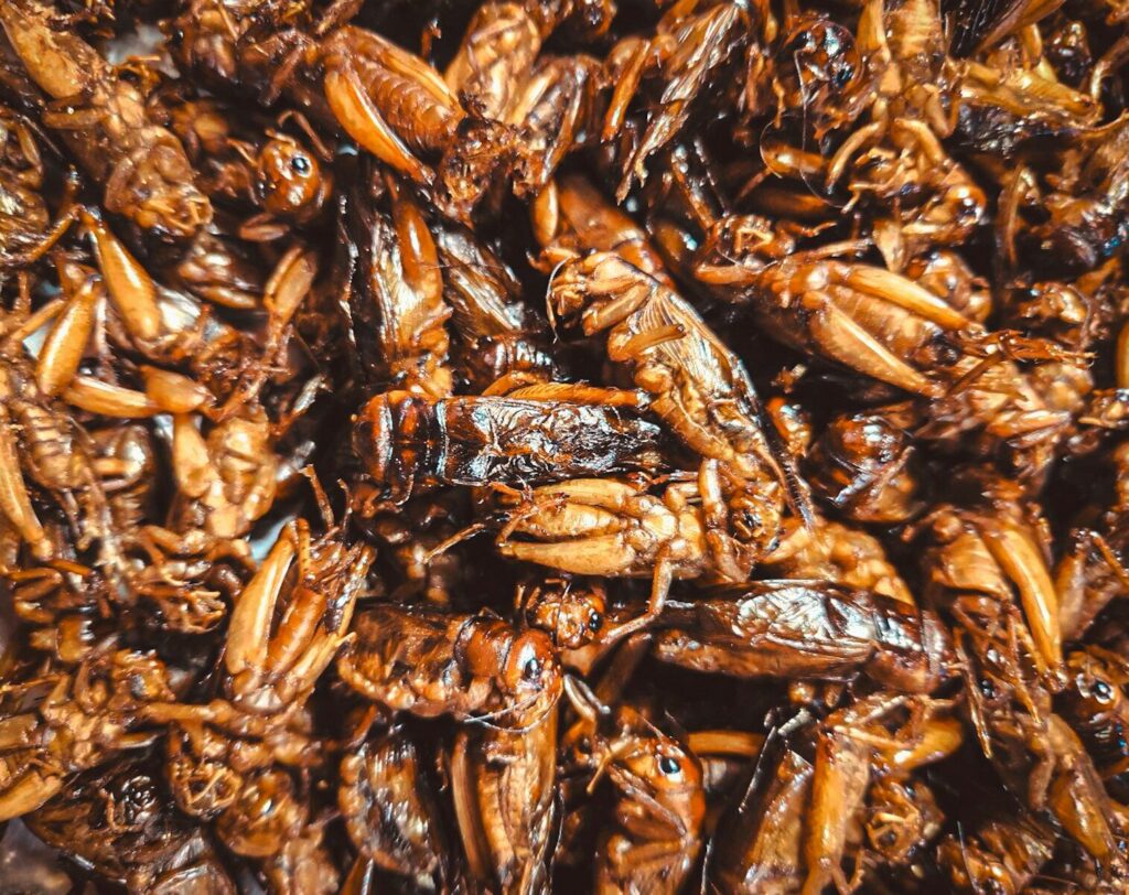 Insectes comestibles en France