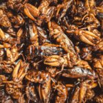 Insectes comestibles en France