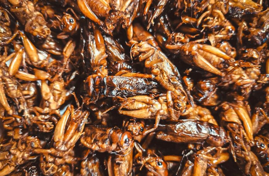 Insectes comestibles en France