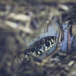 Guêtres anti-serpents pour la randonnée en France - Serpent camouflée dans l'herbe en milieu naturel