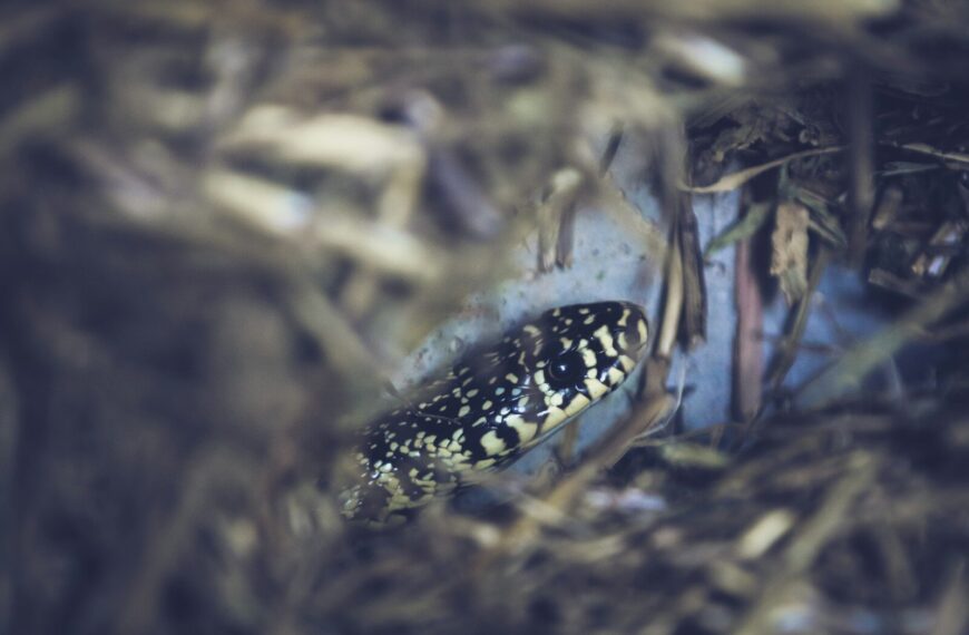 Guêtres anti-serpents pour la randonnée en France - Serpent camouflée dans l'herbe en milieu naturel