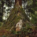 Construction d'un abri lean-to en forêt avec des branches naturelles