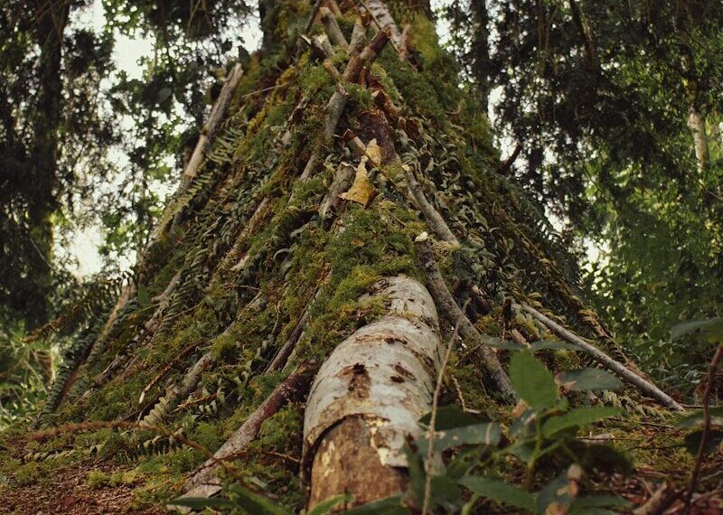 Construction d'un abri lean-to en forêt avec des branches naturelles