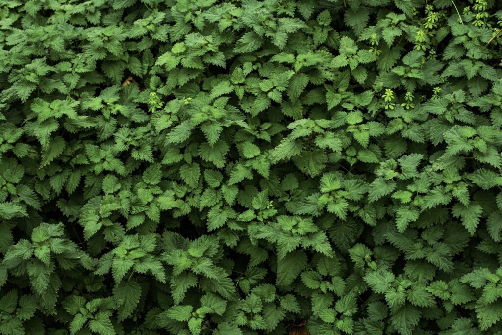 ortie sauvage comestible cueillette forêt France