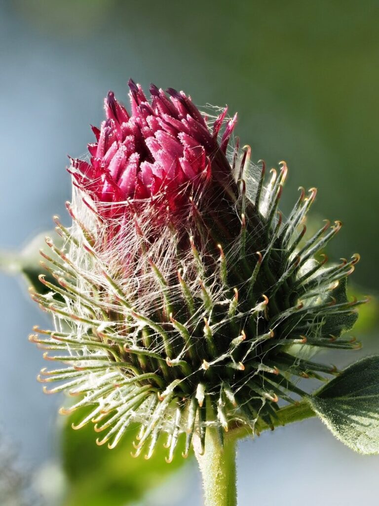 La Bardane (Arctium lappa)