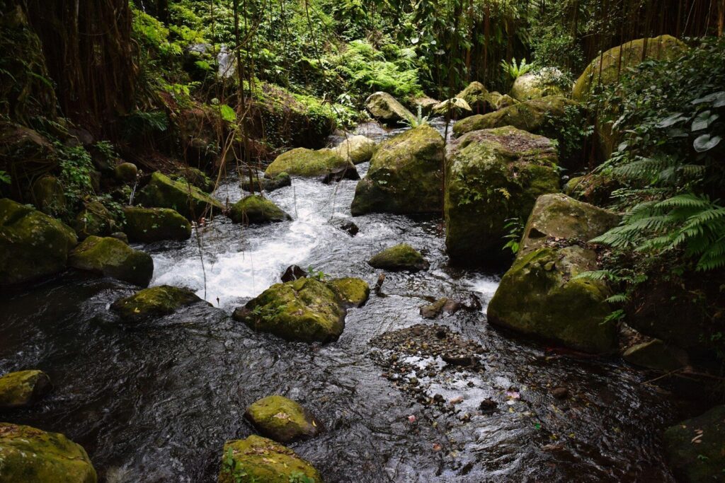 Ruisseau de forêt avec eau claire et lumière naturelle — trouver eau potable en forêt