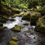 Ruisseau de forêt avec eau claire et lumière naturelle — trouver eau potable en forêt