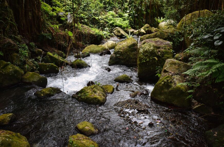 Ruisseau de forêt avec eau claire et lumière naturelle — trouver eau potable en forêt