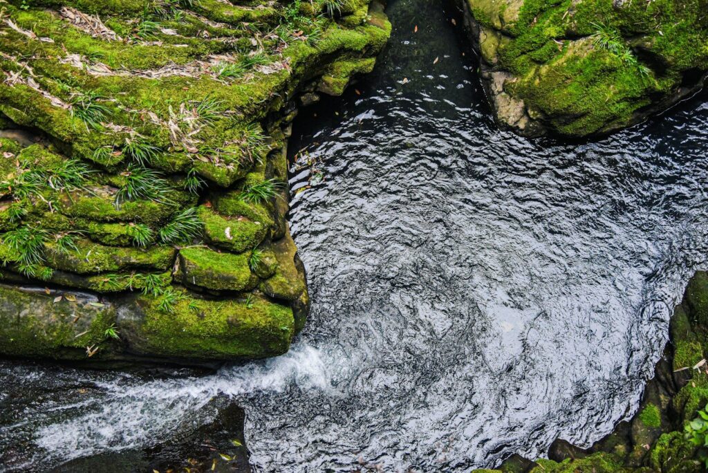 Pierre couverte de mousse humide en forêt — indice de présence d'eau souterraine