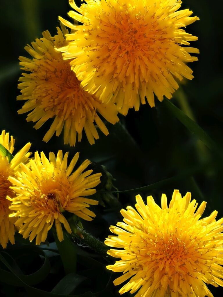 pissenlit sauvage comestible feuilles fleurs France
