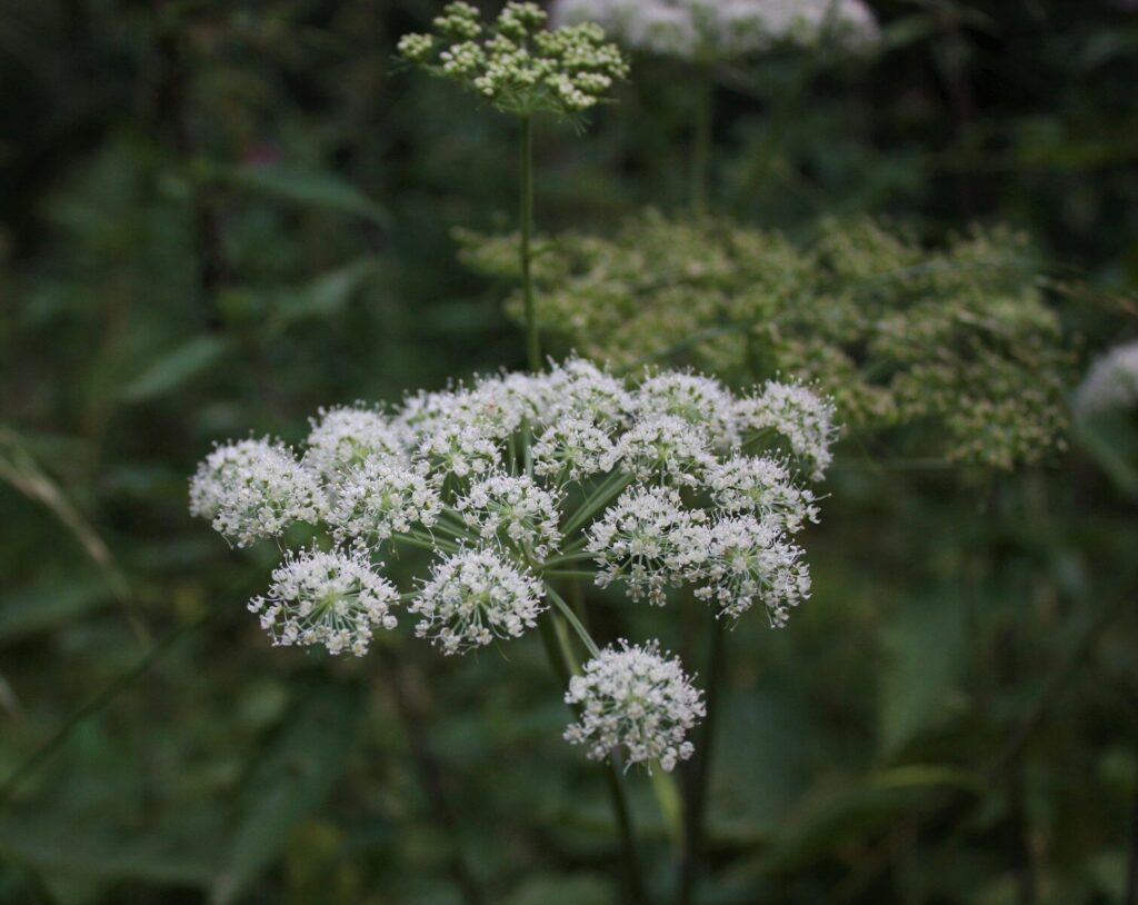 Angelica sylvestris