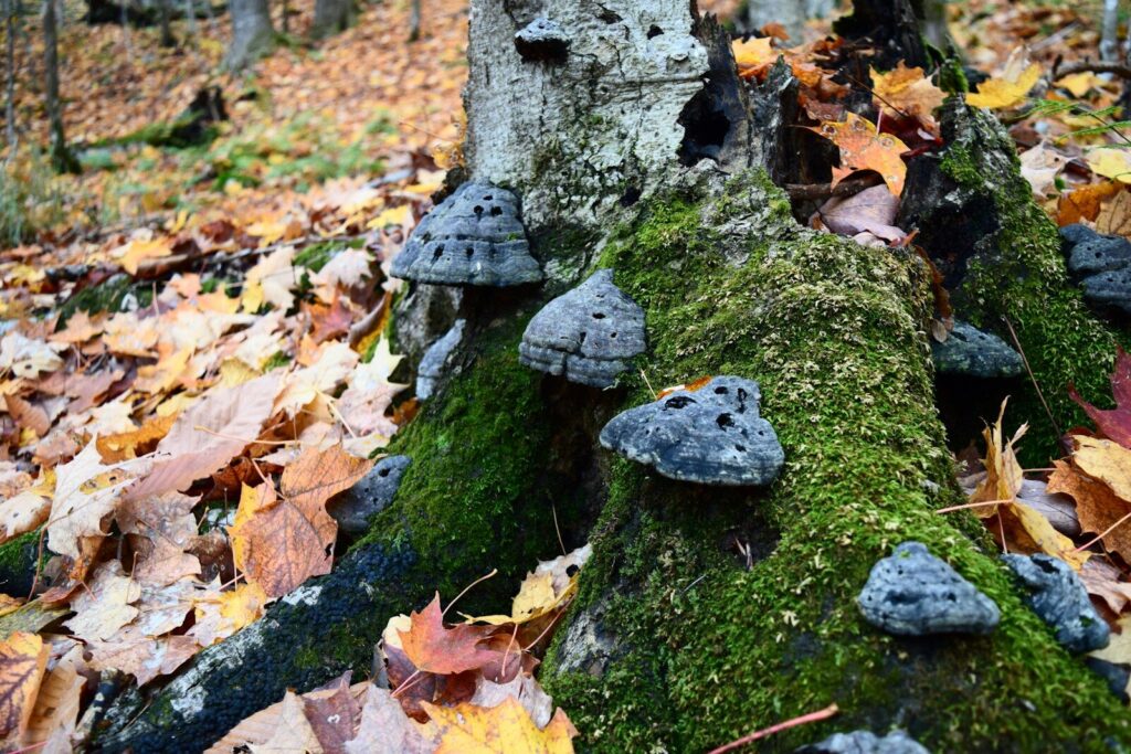 Amadouvier Fomes fomentarius sur tronc de hêtre en forêt — champignon allume-feu