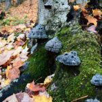 Amadouvier Fomes fomentarius sur tronc de hêtre en forêt — champignon allume-feu