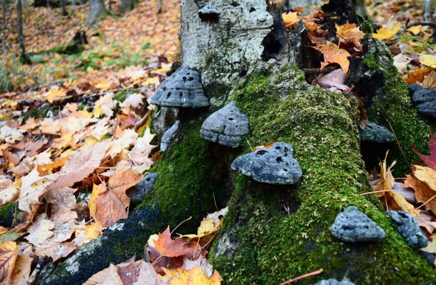 Amadouvier Fomes fomentarius sur tronc de hêtre en forêt — champignon allume-feu