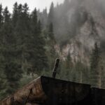 Couteau bushcraft débutant posé sur une souche en forêt lors d'une session de taille de bois