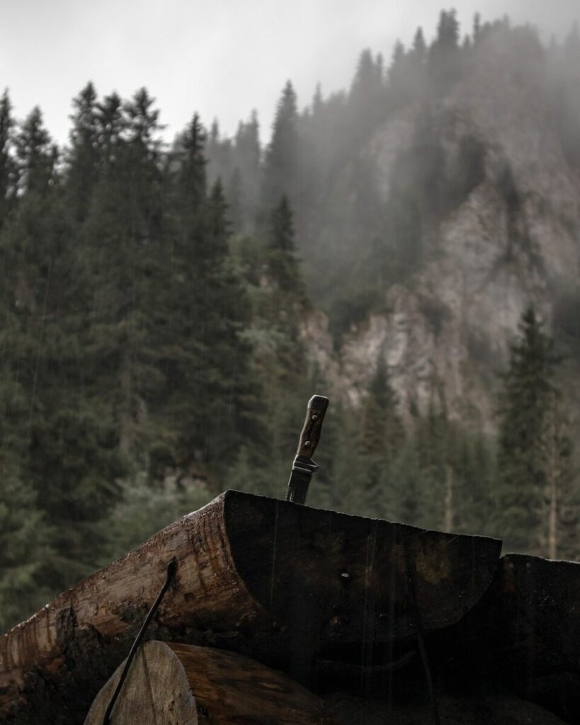 Couteau bushcraft débutant posé sur une souche en forêt lors d'une session de taille de bois