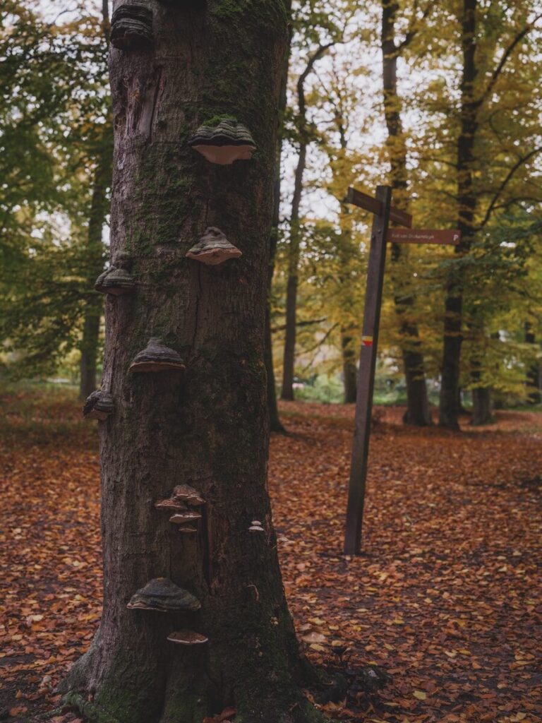 Récolte d'amadouvier en forêt pour préparation de l'amadou naturel bushcraft