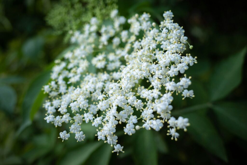Fleurs de sureau noir Sambucus nigra