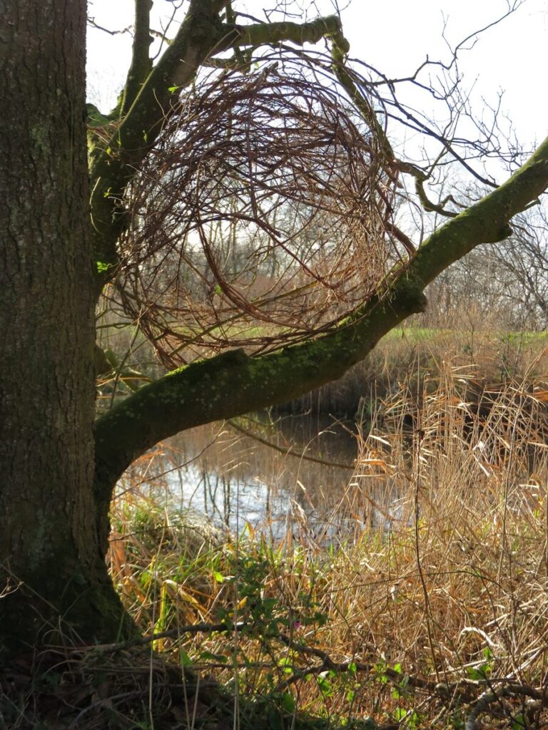 "Branches de saule pour fabrication nasse artisanale