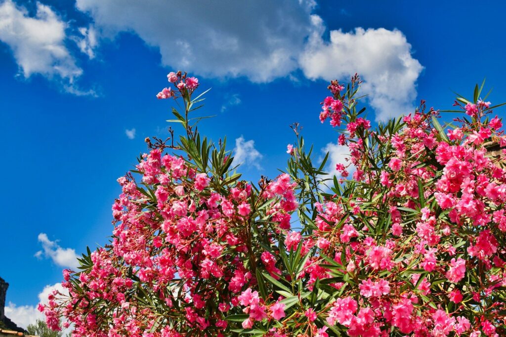L'oleander - un bois a ne pas utiliser pour faire du feu en forêt