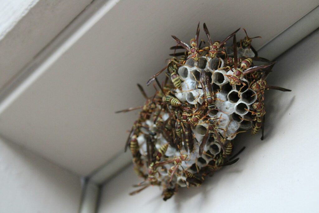 Piqûre de guêpe ou d'abeille - Guêpe insecte piqûre venin