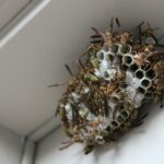 Piqûre de guêpe ou d'abeille - Guêpe insecte piqûre venin