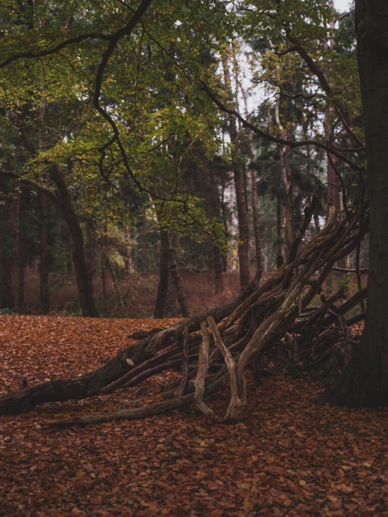 Construire un abri en forêt