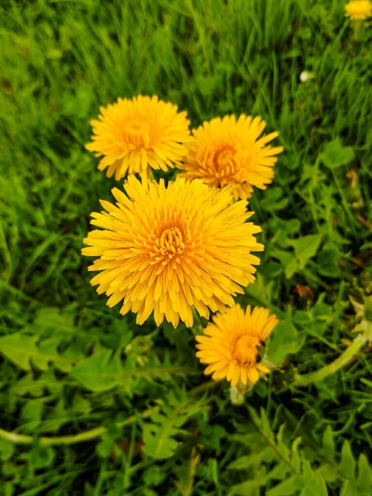 Fleurs de pissenlit jaunes