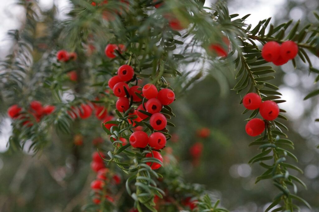 L'if ou encre Taxus baccata - A ne pas utiliser pour faire du feu en forêt