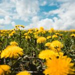 pissenlit entier comestible - Fleurs de pissenlit jaunes en prairie naturelle