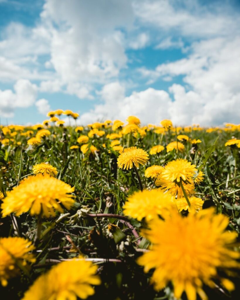 Fleurs de pissenlit jaunes en prairie naturelle
