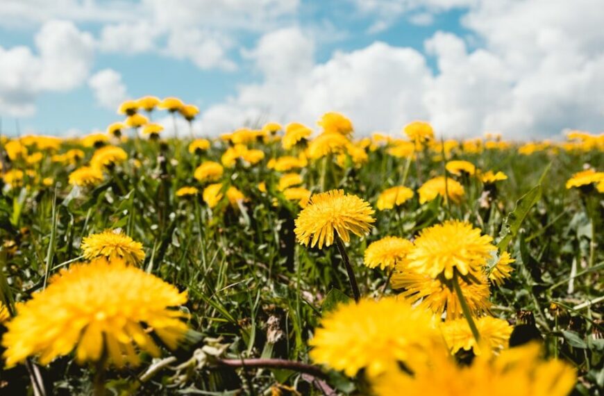 pissenlit entier comestible - Fleurs de pissenlit jaunes en prairie naturelle
