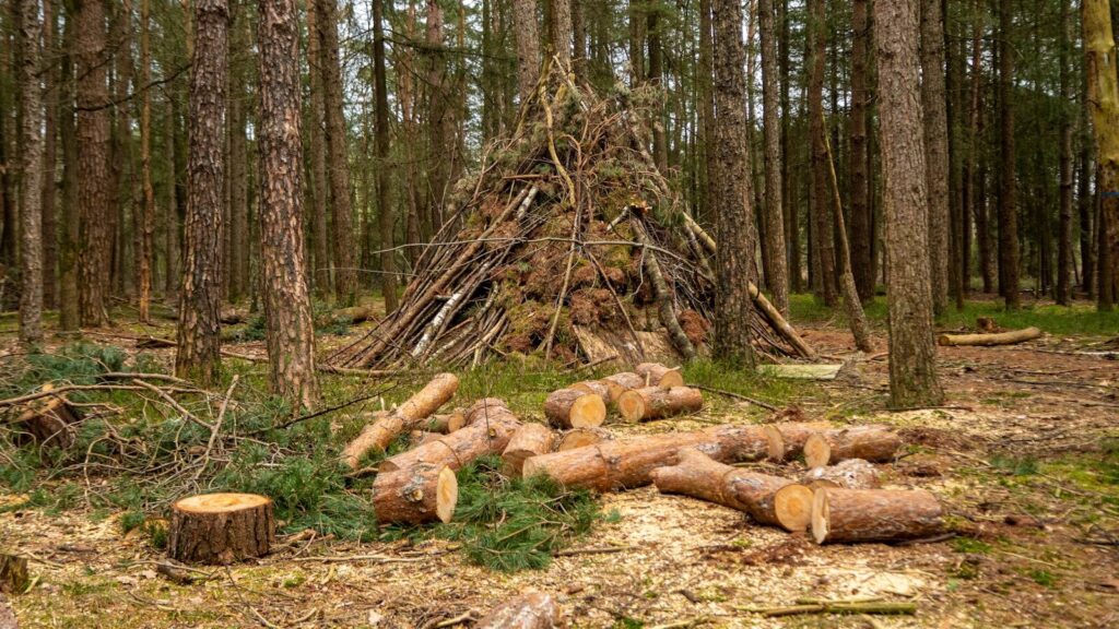 Construire un tipi en forêt avec perches de bois